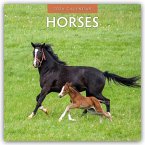 Horses 2026 Square Wall Calendar Horses 2026 Square Wall Calendar