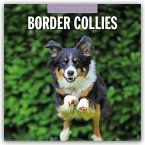 Border Collies - Border Collie 2026 - 16-Monatskalender Border Collies - Border Collie 2026 - 16-Monatskalender