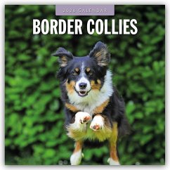 Border Collies - Border Collie 2026 - 16-Monatskalender - Red Robin Publishing Ltd