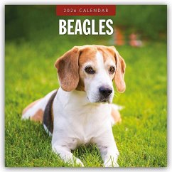 Beagles - Beagle 2026 - 16-Monatskalender - Red Robin Publishing Ltd