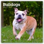 Bulldogs - Bulldogge 2026 - 16-Monatskalender