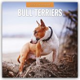 Bull Terriers - Bullterrier 2026 - 16-Monatskalender Bull Terriers - Bullterrier 2026 - 16-Monatskalender