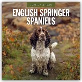 English Springer Spaniels - Englisch Springer Spaniels 2026 - 16-Monatskalender