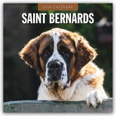 Saint Bernards - Bernhardiner 2026 - 16-Monatskalender