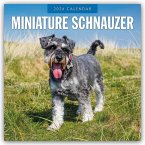 Miniature Schnauzer - Zwergschnauzer 2026 - 16-Monatskalender