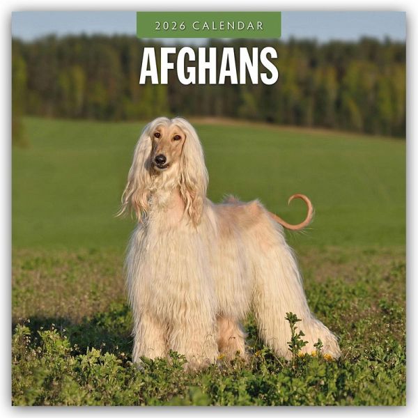 Afghans - Afghanischer Windhund 2026 - 16-Monatskalender