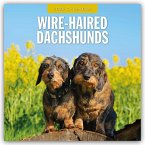 Wire-Haired Dachshunds - Rauhaardackel 2026 - 16-Monatskalender Wire-Haired Dachshunds - Rauhaardackel 2026 - 16-Monatskalender