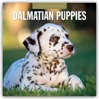 Dalmatian Puppies - Dalmatiner Welpen 2026 - 16-Monatskalender Dalmatian Puppies - Dalmatiner Welpen 2026 - 16-Monatskalender