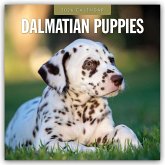Dalmatian Puppies - Dalmatiner Welpen 2026 - 16-Monatskalender Dalmatian Puppies - Dalmatiner Welpen 2026 - 16-Monatskalender