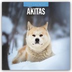 Akitas - Akita 2026 - 16-Monatskalender