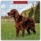 Irish Setters - Irischer Setter 2026 - 16-Monatskalender Irish Setters - Irischer Setter 2026 - 16-Monatskalender