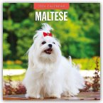 Maltese - Malteser 2026 - 16-Monatskalender Maltese - Malteser 2026 - 16-Monatskalender