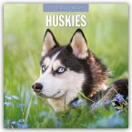 Huskies - Husky - Huskys 2026 - 16-Monatskalender Huskies - Husky - Huskys 2026 - 16-Monatskalender