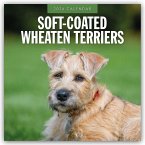 Soft-Coated Wheaten Terriers - Soft-Coated Wheaten Terrier 2026 - 16-Monatskalender Soft-Coated Wheaten Terriers - Soft-Coated Wheaten Terrier 2026 - 16-Monatskalender