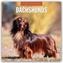 Dachshunds - Dackel - Dachshunde 2026 - 16-Monatskalender - Red Robin Publishing Ltd