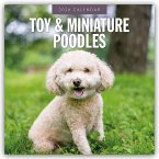 Toy and Miniature Poodles - Zwergpudel 2026 - 16-Monatskalender