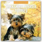 Yorkshire Terrier Puppies - Yorkshire Terrier Hundewelpen 2026 - 16-Monatskalender Yorkshire Terrier Puppies - Yorkshire Terrier Hundewelpen 2026 - 16-Monatskalender