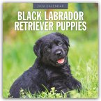 Black Labrador Retriever Puppies - Schwarze Labrador Retriever Welpen 2026 - 16-Monatskalender Black Labrador Retriever Puppies - Schwarze Labrador Retriever Welpen 2026 - 16-Monatskalender