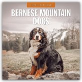 Bernese Mountain Dog - Berner Sennenhund 2026 - 16-Monatskalender Bernese Mountain Dog - Berner Sennenhund 2026 - 16-Monatskalender