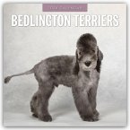 Bedlington Terrier - Bedlington Terriers 2026 - 16-Monatskalender Bedlington Terrier - Bedlington Terriers 2026 - 16-Monatskalender