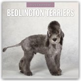 Bedlington Terrier - Bedlington Terriers 2026 - 16-Monatskalender Bedlington Terrier - Bedlington Terriers 2026 - 16-Monatskalender