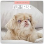Pekingese - Pekinese - Peking Palasthund 2026 - 16-Monatskalender Pekingese - Pekinese - Peking Palasthund 2026 - 16-Monatskalender