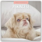 Pekingese - Pekinese - Peking Palasthund 2026 - 16-Monatskalender