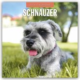 Schnauzer 2026 - 16-Monatskalender