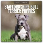 Staffordshire Bull Terrier Puppies 2026 Square Wall Calendar
