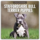 Staffordshire Bull Terrier Puppies - Staffordshire Bullterrier Welpen 2026 - 16-Monatskalender