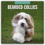 Bearded Collies - Bearded Collie 2026 - 16-Monatskalender Bearded Collies - Bearded Collie 2026 - 16-Monatskalender
