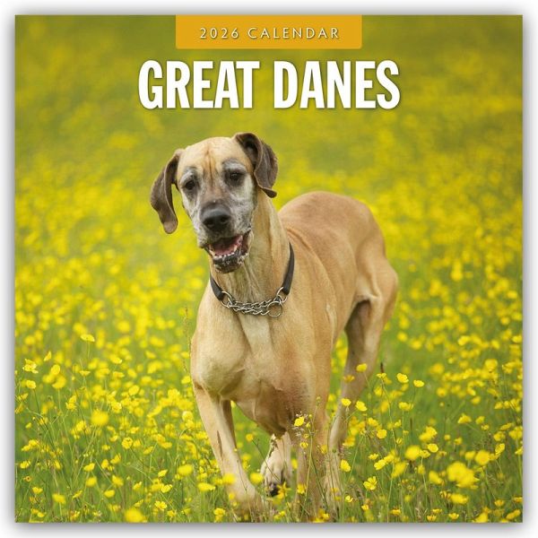 Great Danes - Deutsche Dogge 2026 - 16-Monatskalender Great Danes - Deutsche Dogge 2026 - 16-Monatskalender