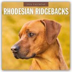 Rhodesian Ridgebacks - Rhodesian Ridgeback 2026 - 16-Monatskalender