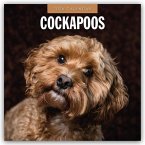 Cockapoos - Cockapoo 2026 - 16-Monatskalender Cockapoos - Cockapoo 2026 - 16-Monatskalender