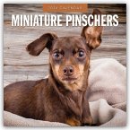 Miniature Pinschers - Zwergpinscher - Rehpinscher 2026 - 16-Monatskalender