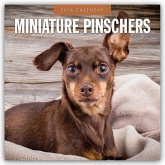Miniature Pinschers - Zwergpinscher - Rehpinscher 2026 - 16-Monatskalender Miniature Pinschers - Zwergpinscher - Rehpinscher 2026 - 16-Monatskalender