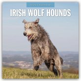 Irish Wolfhounds - Irischer Wolfshund 2026 - 16-Monatskalender Irish Wolfhounds - Irischer Wolfshund 2026 - 16-Monatskalender