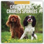 Cavalier King Charles Spaniels - Cavalier King Charles Spaniel 2026 - 16-Monatskalender Cavalier King Charles Spaniels - Cavalier King Charles Spaniel 2026 - 16-Monatskalender