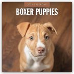 Boxer Puppies - Deutsche Boxer Welpen 2026 - 16-Monatskalender Boxer Puppies - Deutsche Boxer Welpen 2026 - 16-Monatskalender