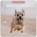 Border Terriers 2026 Square Wall Calendar