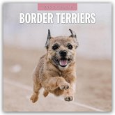 Border Terriers - Border Terrier 2026 - 16-Monatskalender Border Terriers - Border Terrier 2026 - 16-Monatskalender