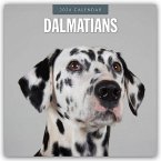 Dalmatians - Dalmatiner 2026 - 16-Monatskalender