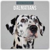 Dalmatians - Dalmatiner 2026 - 16-Monatskalender Dalmatians - Dalmatiner 2026 - 16-Monatskalender