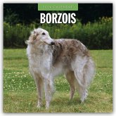 Borzois - Barsoi - Barzaia - Russischer Wolfshund 2026 - 16-Monatskalender Borzois - Barsoi - Barzaia - Russischer Wolfshund 2026 - 16-Monatskalender