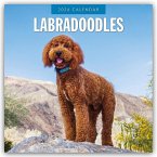 Labradoodles - Labradoodle 2026 - 16-Monatskalender Labradoodles - Labradoodle 2026 - 16-Monatskalender