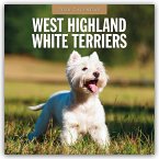 West Highland White Terriers - West Highland White Terrier - Westie 2026 - 16-Monatskalender West Highland White Terriers - West Highland White Terrier - Westie 2026 - 16-Monatskalender