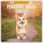 Pembroke Welsh Corgis - Pembroke Welsh Corgi 2026 - 16-Monatskalender