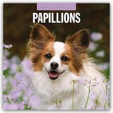 Papillons - Schmetterlingshund - Zwergspaniel 2026 - 16-Monatskalender Papillons - Schmetterlingshund - Zwergspaniel 2026 - 16-Monatskalender