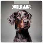 Dobermans - Dobermann 2026 - 16-Monatskalender