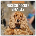 English Cocker Spaniels - Englisch Cocker Spaniel 2026 - 16-Monatskalender English Cocker Spaniels - Englisch Cocker Spaniel 2026 - 16-Monatskalender